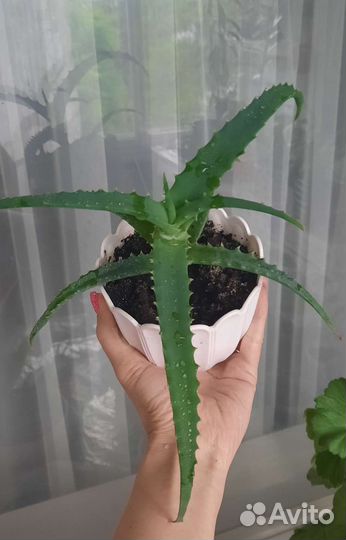 Алоэ древовидный 2 и 3 года