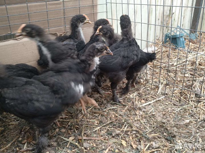 Цыплята французского Марана черно-медного
