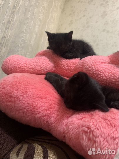 Котята сфинкса черного окраса