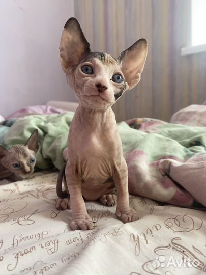 Канадский сфинкс