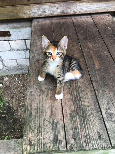 Котята бесплатно