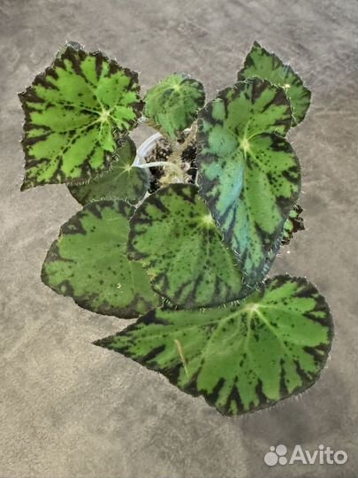 Бегония тигровая