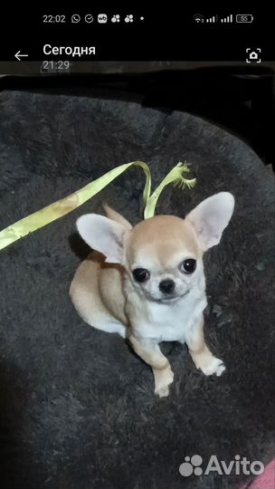 Мини девочки