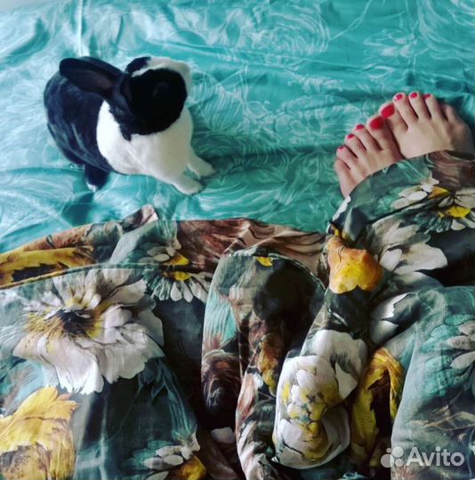 Декоративный кролик в добрые руки