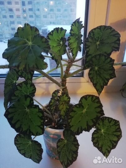 Бегония тигровая (молодые укорененные растения)