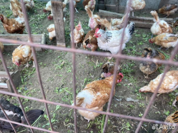 Куры несушки