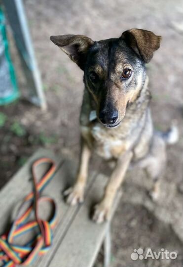 Собака в добрые руки