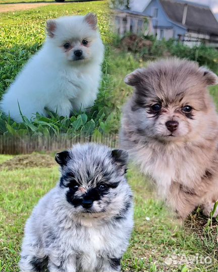 Щенки щпица