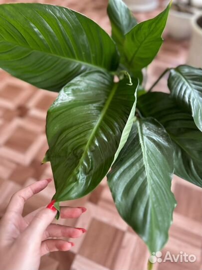 Спатифиллум