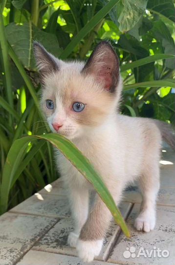 Ласковый малыш в добрые руки