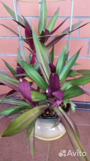 Традесканция рео (Моисей в корзинке)