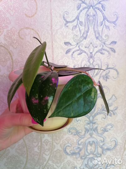 Папоротник, Хойи