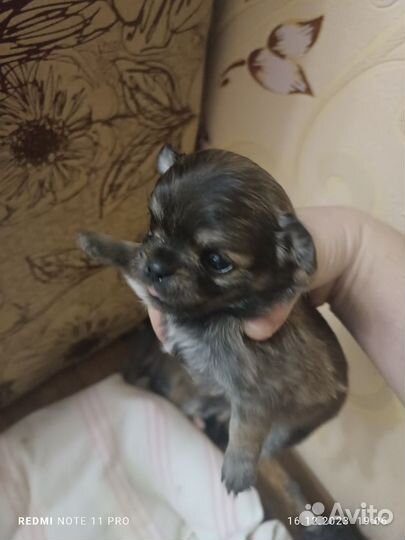 Щенки чихуахуа длинношерстные