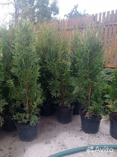 Туя западная 'King of Brabant'