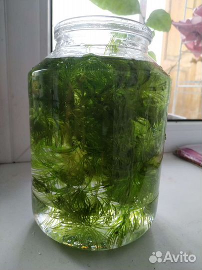 Водоросли для аквариума