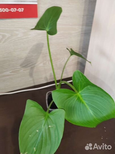 Комнатные растения и рассада