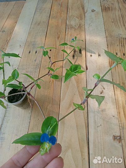 Традесканции, гибазис, коммелина, каллизия