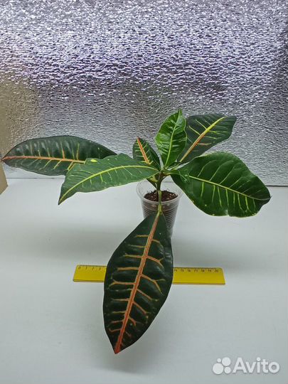 Кротон (кодиеум) Петра