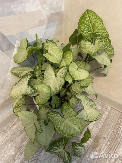 Сингониум white butterfly