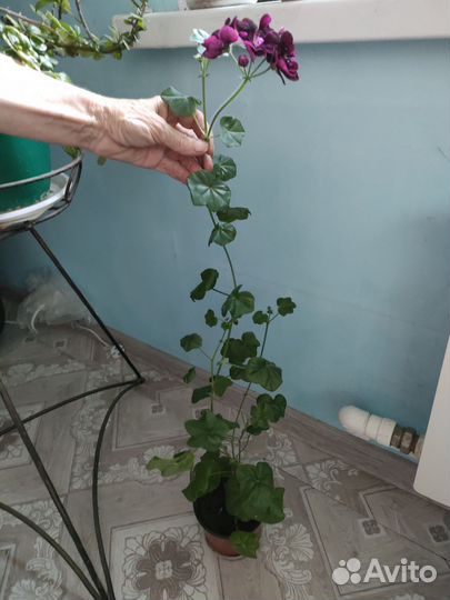 Пеларгония сортовая плющелистная