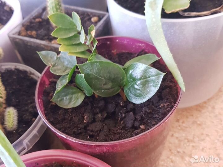 Кактус.Замиокулькас