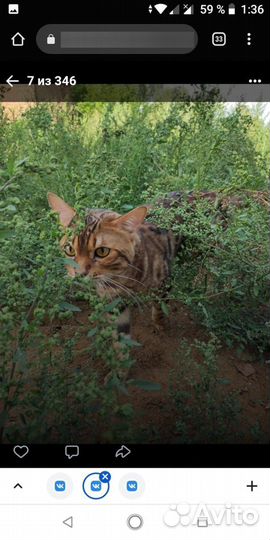 Котята доставка бенгал
