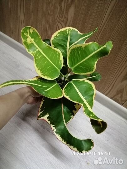 Кротон мадам батерфляй