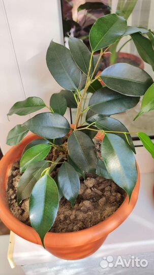 Фикус бенджамина