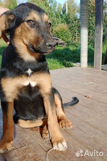 Метис овчарки