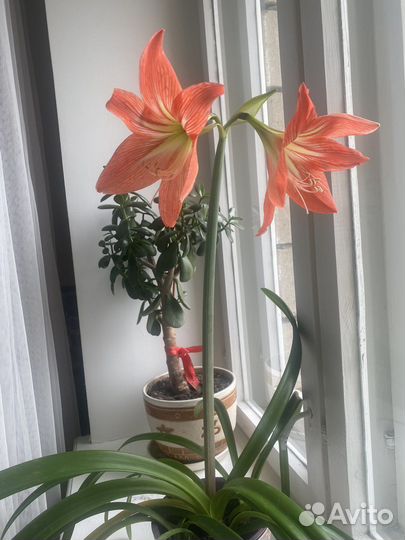 Гиппиаструм (амариллис)