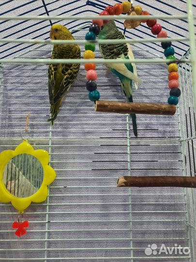 Продам попугаев