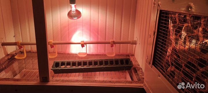 Брудер для цыплят, перепелят, индюшат, бройлеров