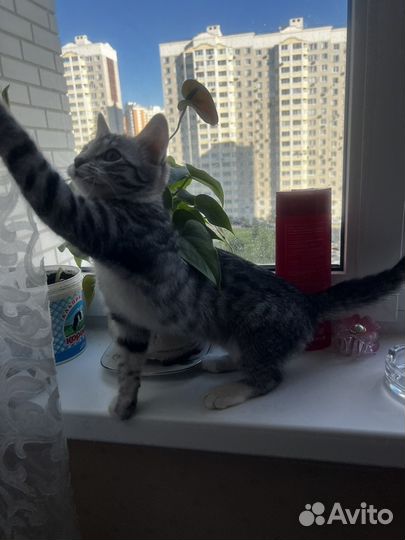 Котёнок