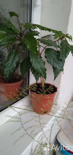 Гибискус, китайская роза