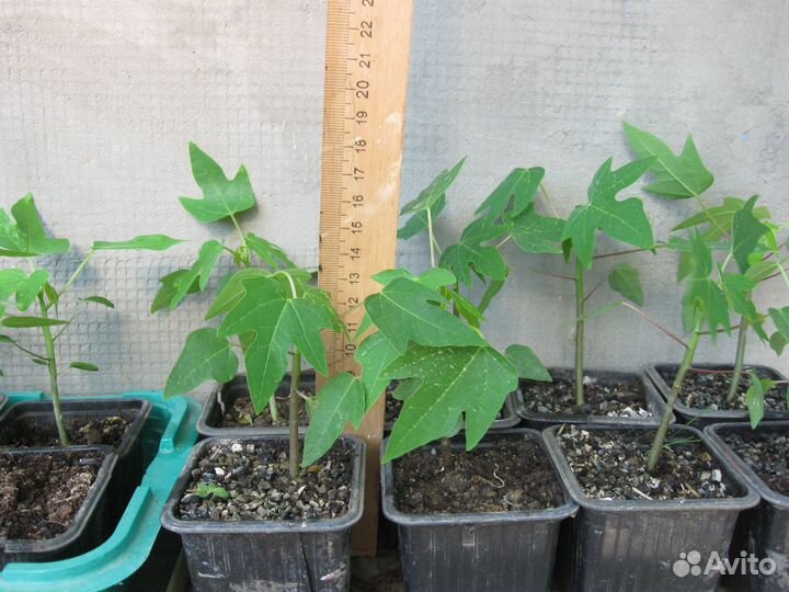 Продам саженцы папайи