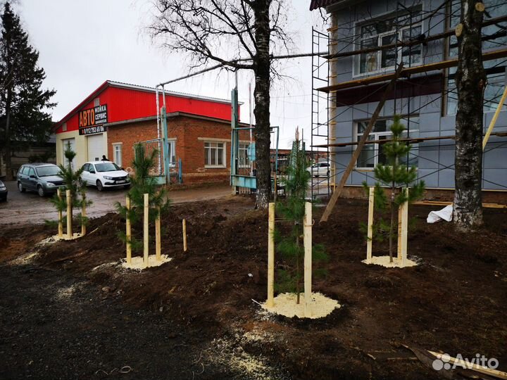 Кедр Сибирский 1,1-1,4 метра