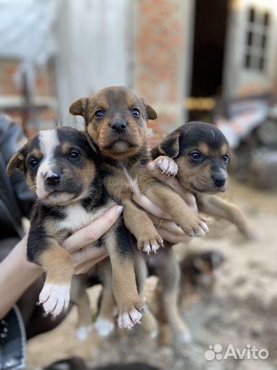 Щенки