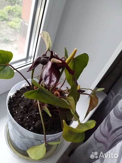 Антуриум Спатифиллум Цикламен