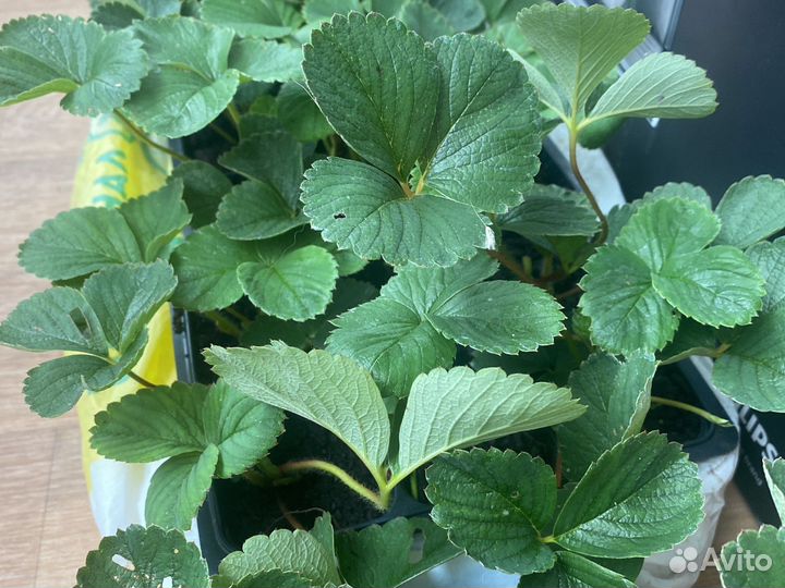 Клубника купчиха и другие сорта