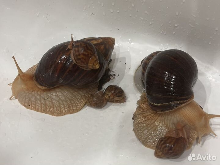 Улитка ахатина гигантская