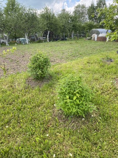 Участок 11 сот. (СНТ, ДНП)