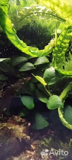 Аквариум травник