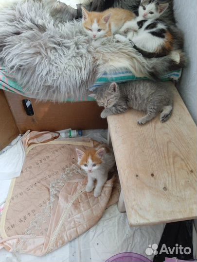 Милые котята