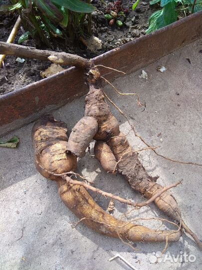 Пион ранний бордовый