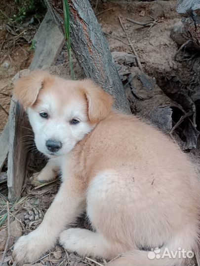 Щенята в добрые руки