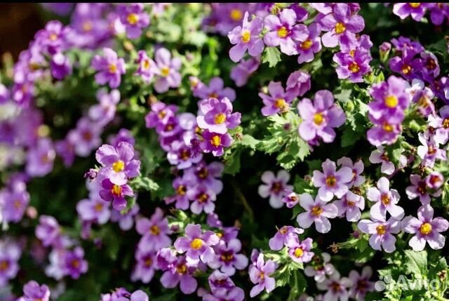 Рассада бакопы