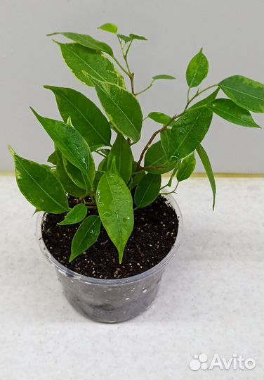 Фикус бенджамина пестролистный