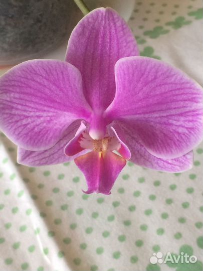 Орхидея фаленопсис детка