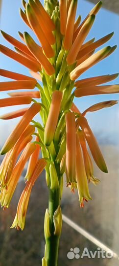 Алоэ гигант Древовидное и Вера