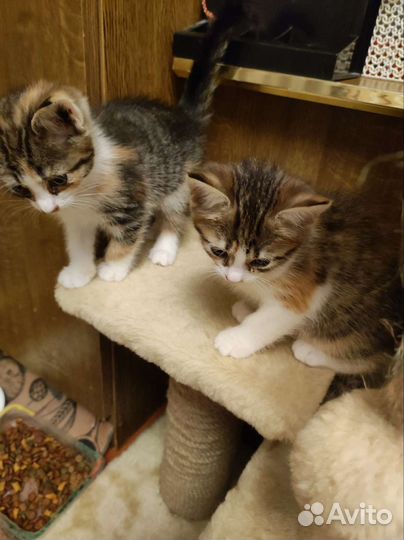 Кошка в дар